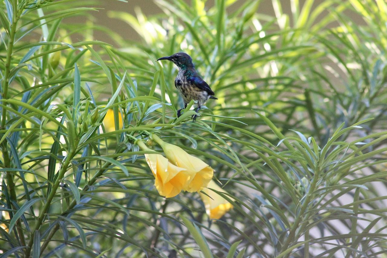 Botanica Eco Lodge Michamvi 외부 사진